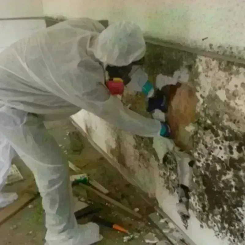 Mold Remediation and Removal in Apache Junction, AZ